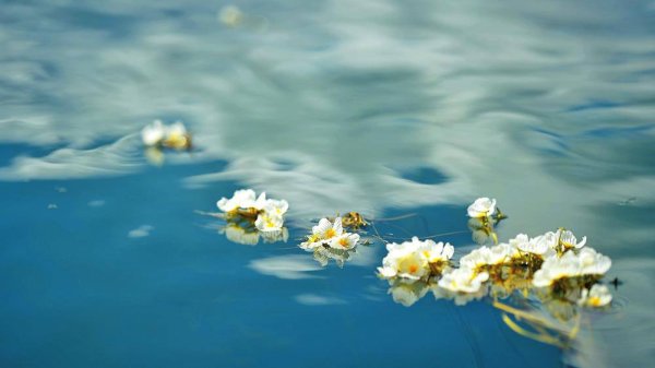 掌乐策略 泸沽湖: 海菜花开引客来